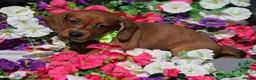 Miniature Dachshund dogs for sale: 🐾 GORGEOUS DACHSHUND PUPPIES 🐾 - Advert 5