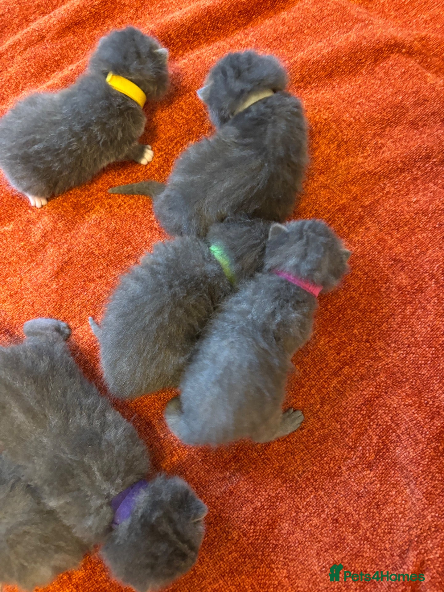 British Shorthair cats British shorthair blue kittens - Advert 18