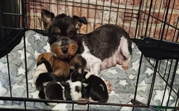 Mixed Breed dogs for sale: Yorkshire mix puppies 3 boys 2 girls  - Image 13