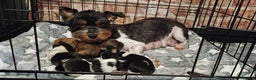 Mixed Breed dogs for sale: Yorkshire Biewer puppies 2 girls available  - Advert 16