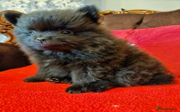 Pomeranian dogs for sale: 3 beautiful black pomeranian boys for sale  - Image 19