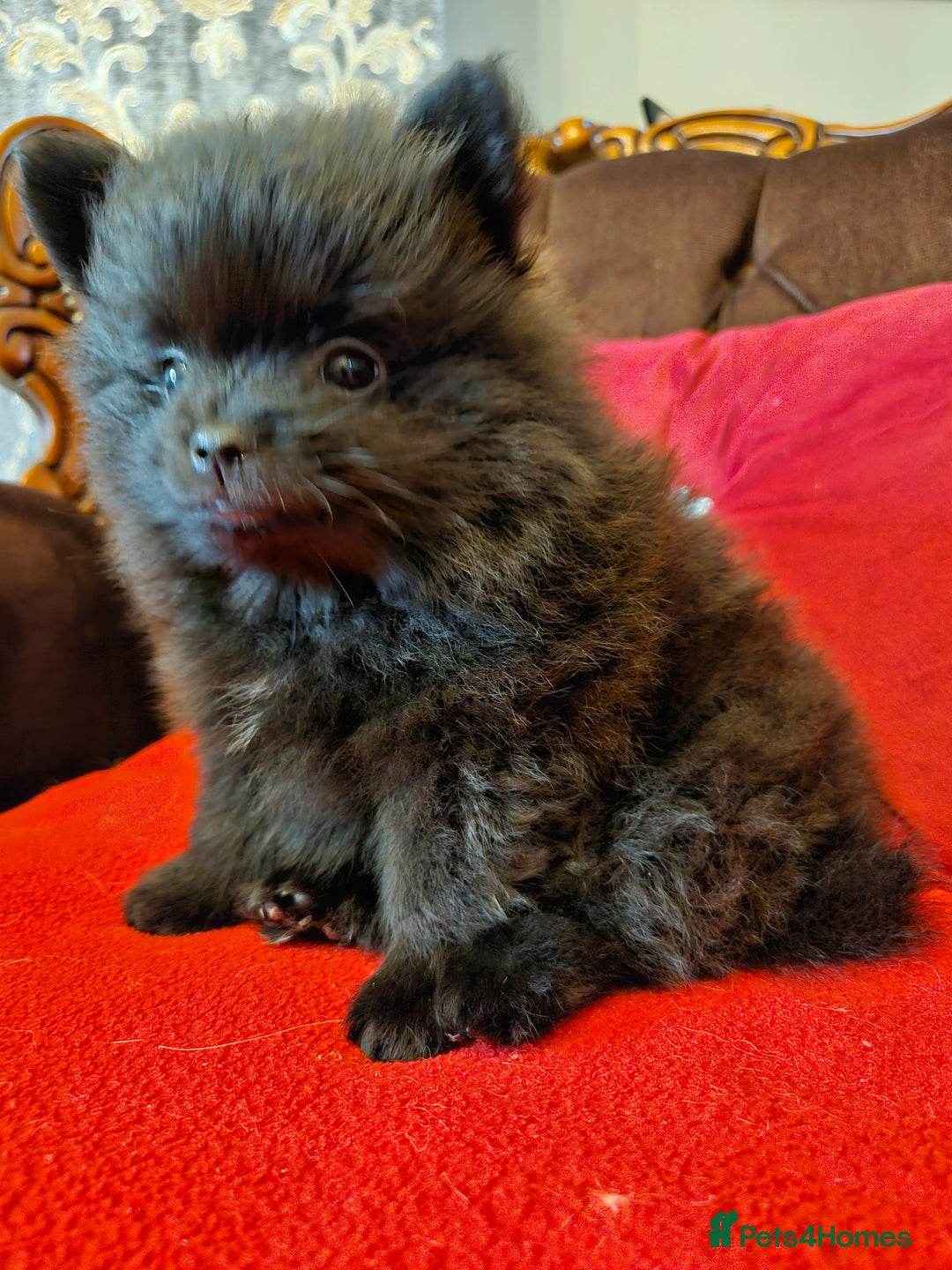 Pomeranian dogs for sale: 3 beautiful black pomeranian boys for sale  - Image 19