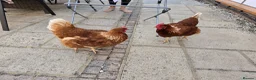 Chickens poultry for sale: Looking to rehome 3 hens. Good layers! - Advert 4