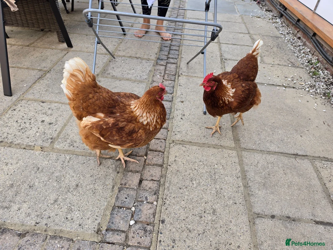 Chickens poultry for sale: Looking to rehome 3 hens. Good layers! - Advert 4