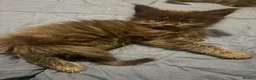 Maine Coon cats for sale: Beautiful TICA registered Maine coon kittens. in Rochester - Advert 7