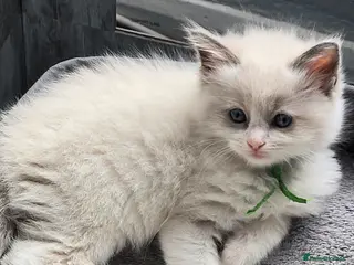 Ragdoll cats Exceptional Ragdoll Male – Cream Point Bicolor - Advert 6