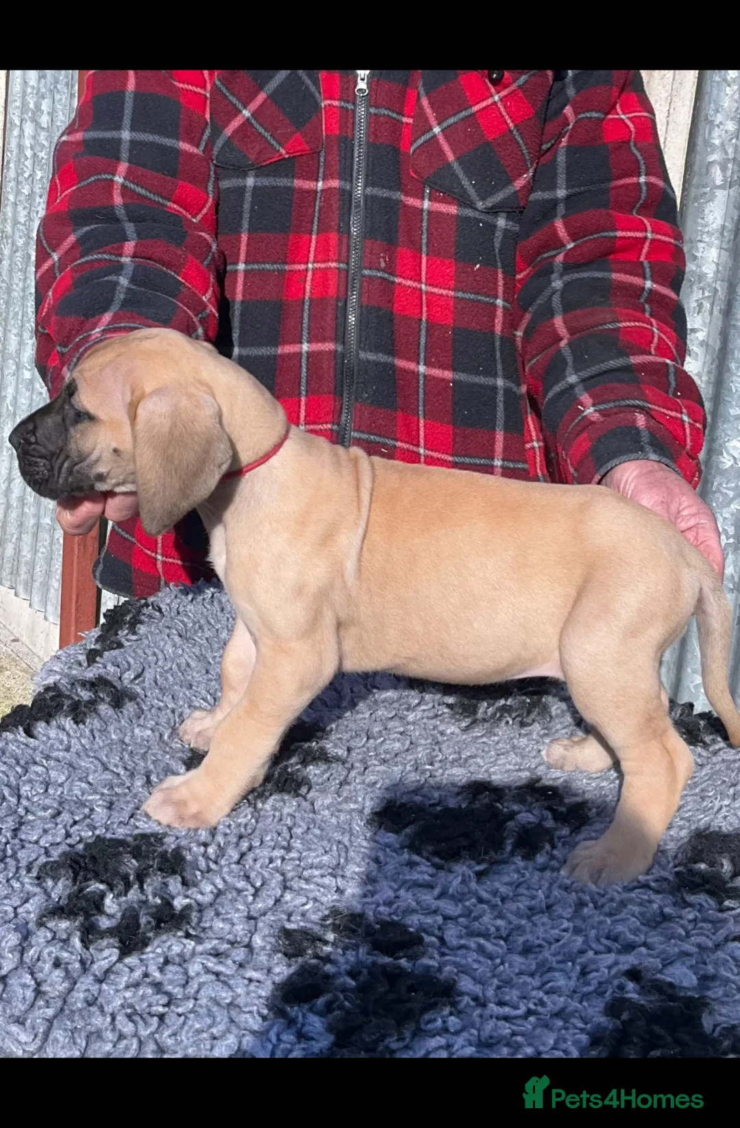 Great Dane dogs for sale: Primus Great Danes - Advert 8