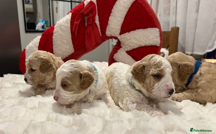 Mixed Breed dogs - Advert 2