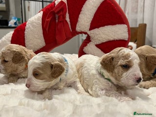 Mixed Breed dogs Cavapochon puppies - Advert 1