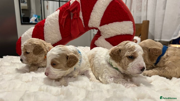 Mixed Breed dogs - Advert 2