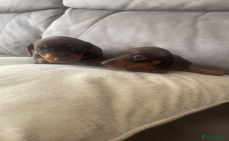 Miniature Dachshund dogs - Advert 4