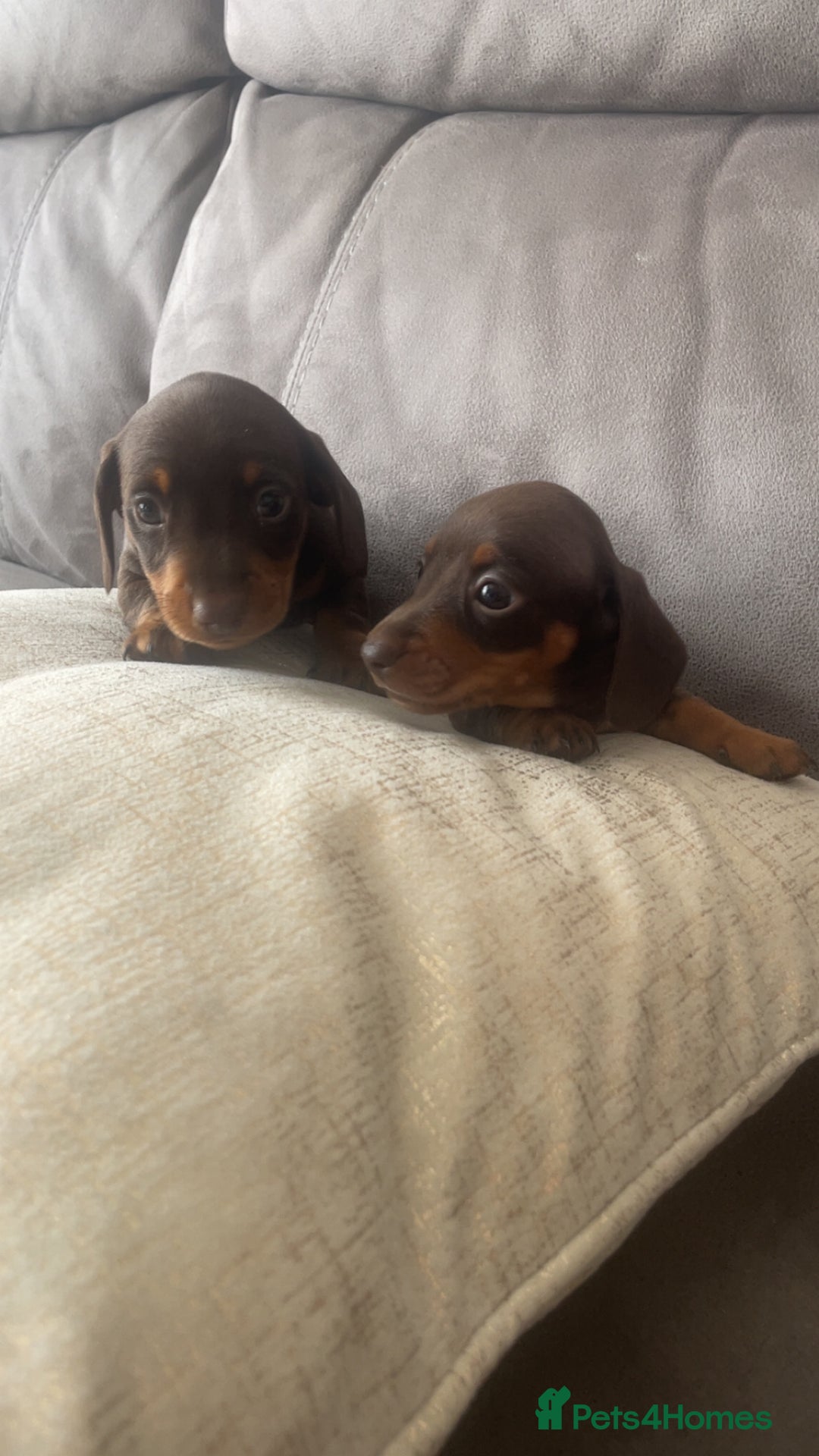 Miniature Dachshund dogs for sale: Chocolate Pedigree Miniature Dachshund Ready Now  - Image 2