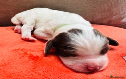 English Springer Spaniel dogs for sale: KC Quality English Springer Spaniels - Image 34
