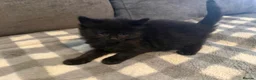Mixed Breed cats for sale: Long hair kittens - Advert 6