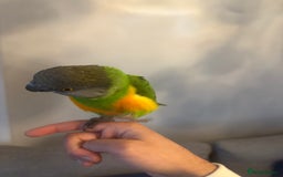 Budgerigars birds for sale: Baby Senegal for sale tame - Image 8