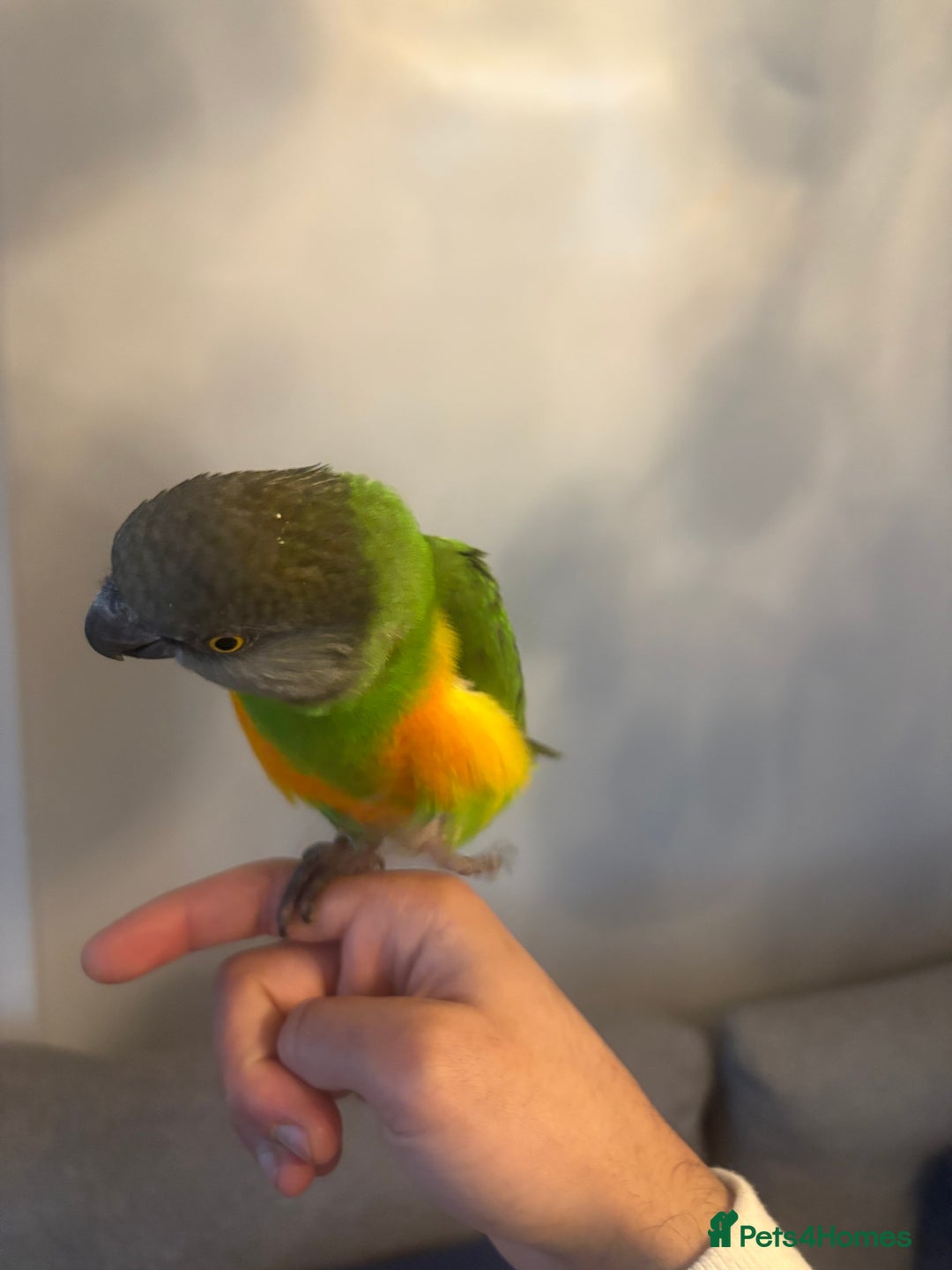 Budgerigars birds for sale: Baby Senegal for sale tame - Image 8