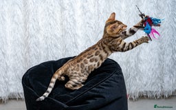 Bengal cats for sale: Stunning Bengal Girl- Top TICA pedigree- Ready NOW - Advert 29