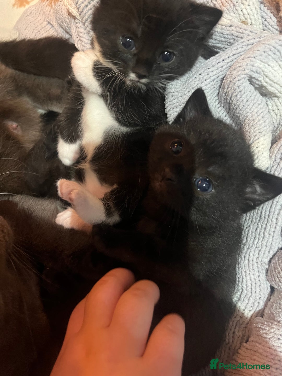 Mixed Breed cats for sale: Kittens for sale/ NO TIME WAISTERS! - Advert 3