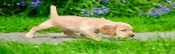Cocker Spaniel dogs for sale: Gorgeous Golden Working Cocker Spaniels - Advert 7