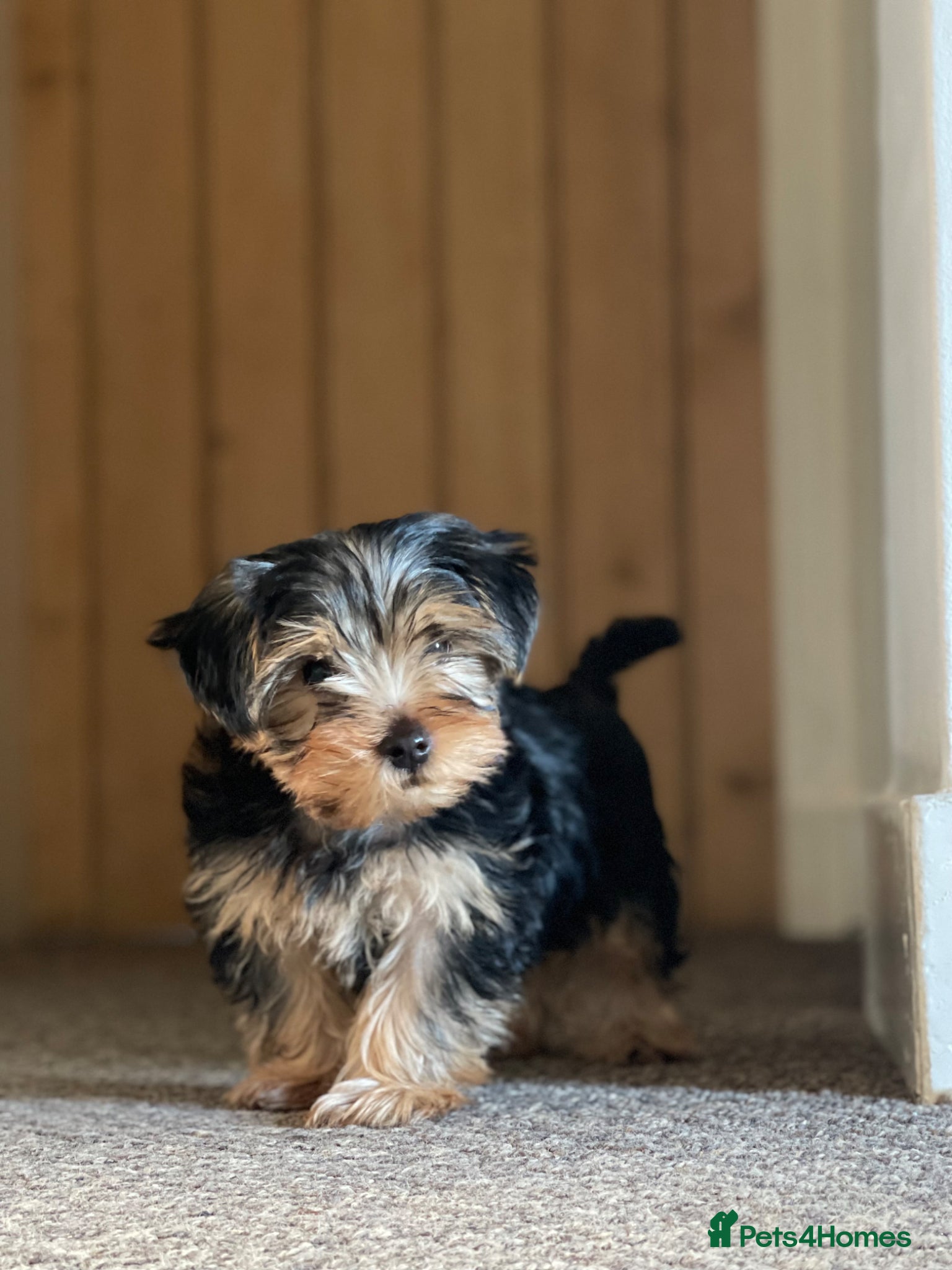 Yorkshire Terrier dogs Gorgeous Yorkshire Terriers for sale. - Advert 5