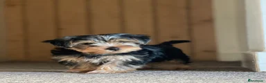 Yorkshire Terrier Puppy 2