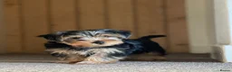 Yorkshire Terrier dogs for sale: Gorgeous Yorkshire Terriers for sale. - Advert 2