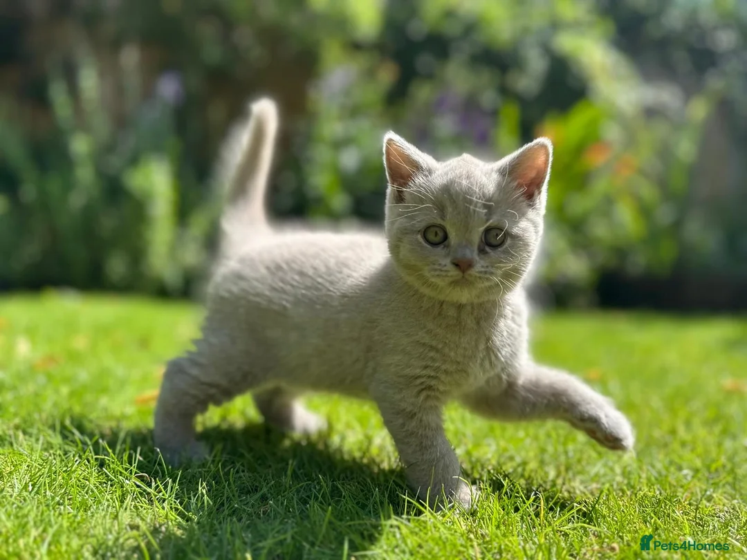 British Shorthair cats for sale: British Shorthair Lilac Male  in Woodhall Spa - Advert 11