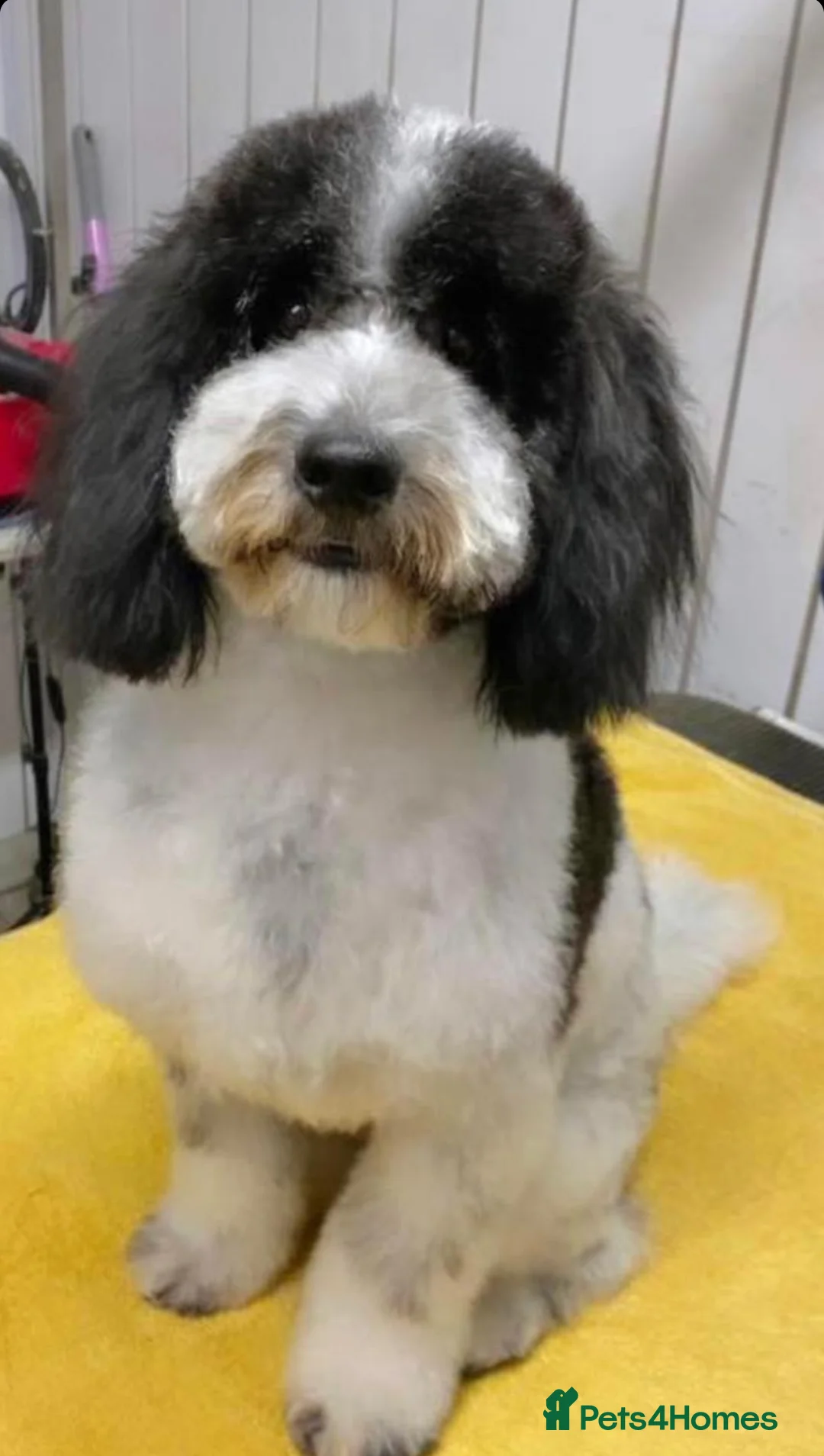 Cockapoo dogs for stud: Proven Cockapoo for stud - Montgomery  - Advert 2