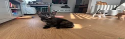 Mixed Breed cats for sale: 5 Moggy Kittens  - Advert 3