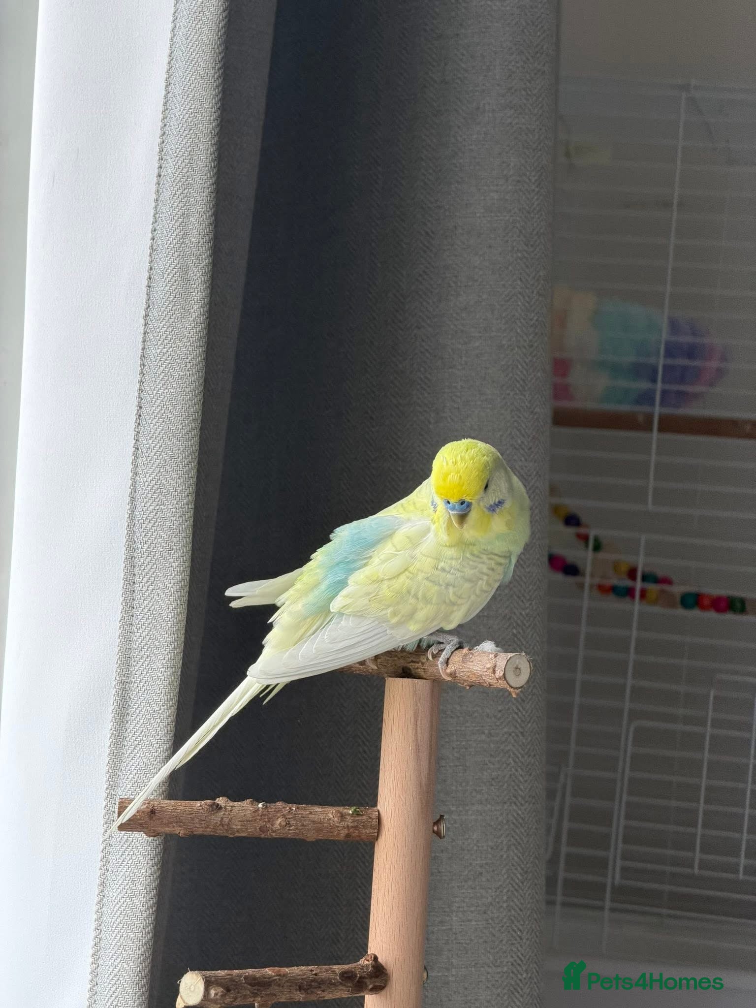 Budgerigars birds Budgies Looking for a Loving Forever Home - Advert 2