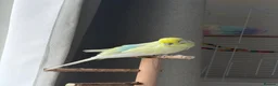 Budgerigars birds for sale: Budgies Looking for a Loving Forever Home - Advert 2