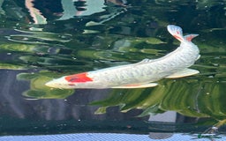 Koi Carp fish for sale: koi fish and various other fish - Image 1