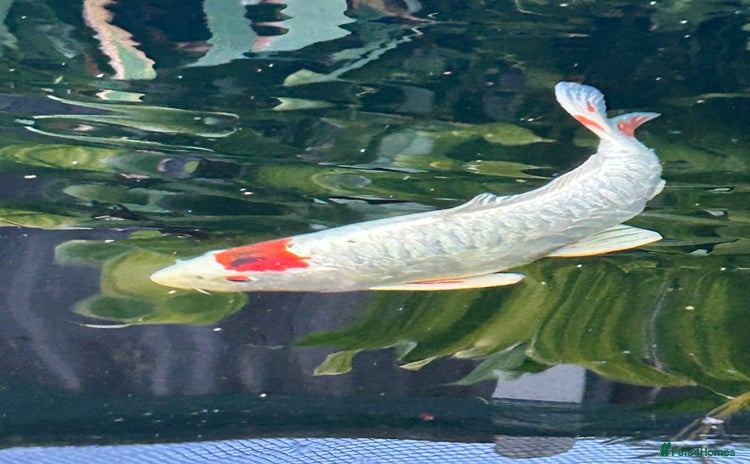 Koi Carp fish - Advert 9