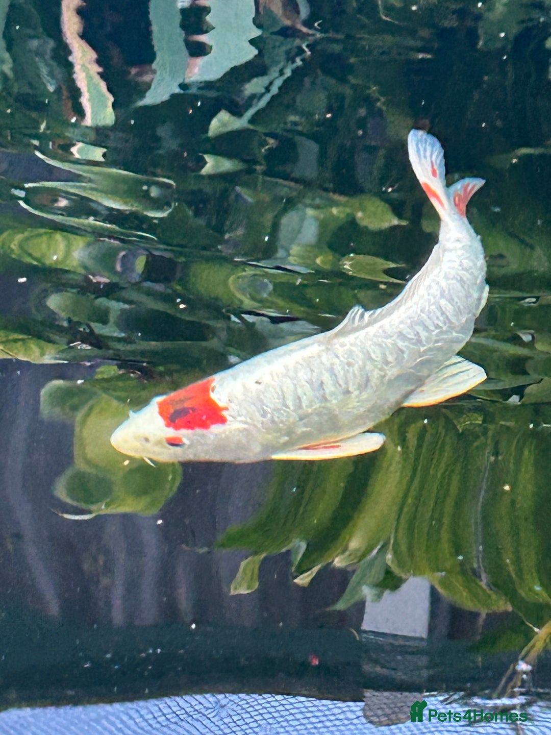 Koi Carp fish for sale: koi fish and various other fish - Image 1
