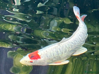 Koi Carp fish - Advert 18