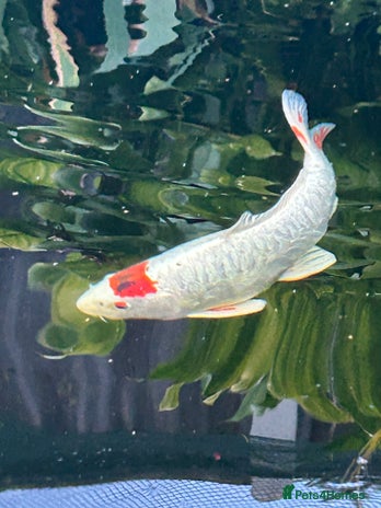 Koi Carp fish - Advert 9