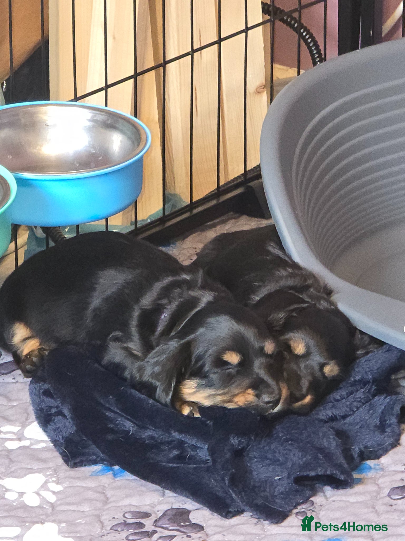 Miniature Dachshund dogs KC reg, Miniature Longhaired Dachshund - Advert 2