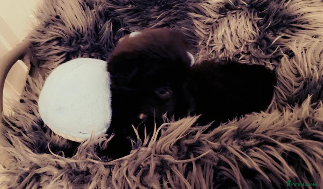 Pomsky dogs for sale: Pomsky puppies ready for their forever home 💞 in Swansea - Advert 11