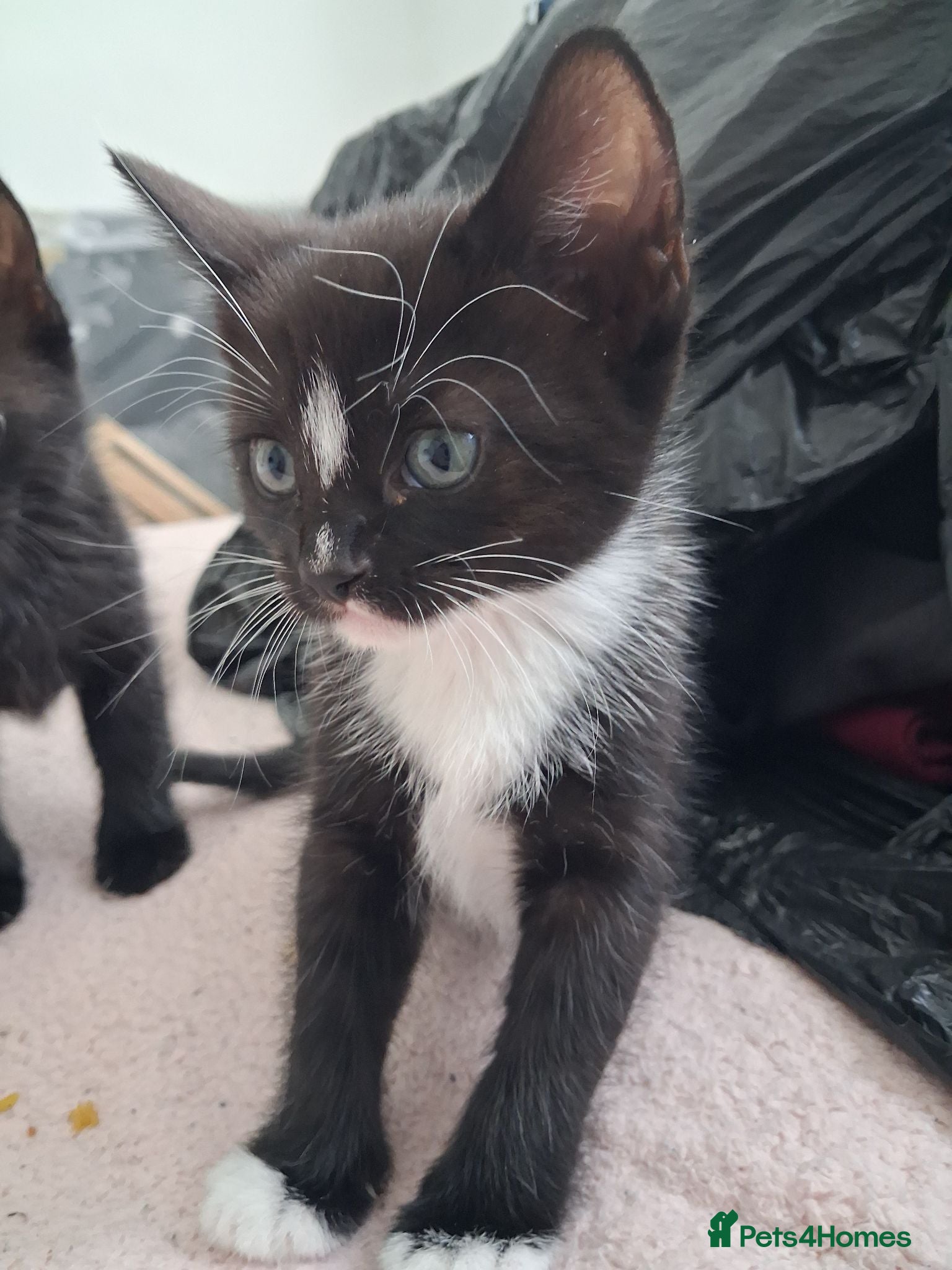 Mixed Breed cats Kittens 4 sale - Advert 6