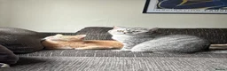 Mixed Breed cats for sale: two beautiful brothers  - Advert 8