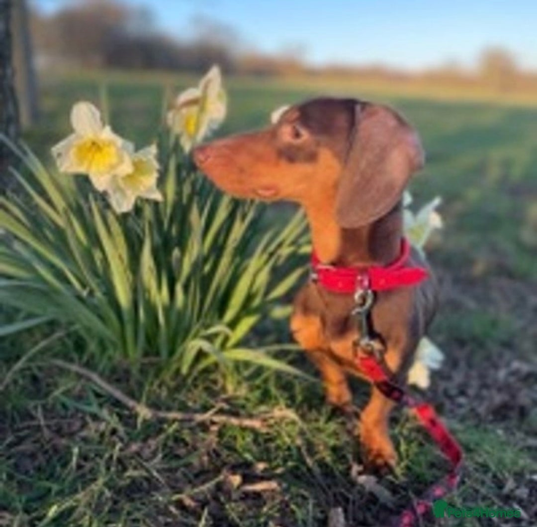 Miniature Dachshund dogs for stud: Experienced Choc & Tan Mini - KC Reg & DNA CLEAR in Romford - Advert 13