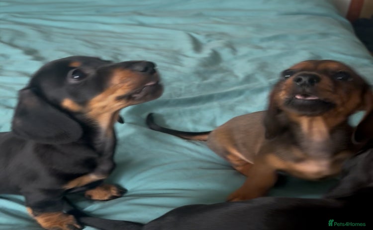 Dachshund dogs - Advert 1