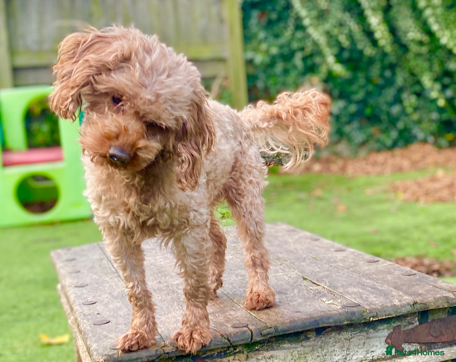 Cavapoo dogs Cavapoo stud dog Hipscored DNA tested in Winkleigh - Advert 5