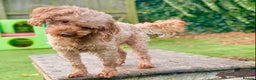 Cavapoo dogs for stud: Cavapoo stud dog Hipscored DNA tested in Winkleigh - Advert 1