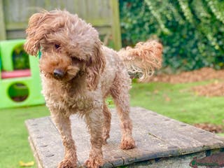 Cavapoo dogs Cavapoo stud dog Hipscored DNA tested in Winkleigh - Advert 4