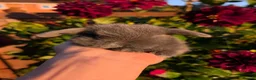 Mini Lop rabbits for sale: ❤️Mini lop babies❤️ - Advert 9