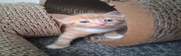 Mixed Breed cats for sale: 5 kittens  in Harlow - Advert 12