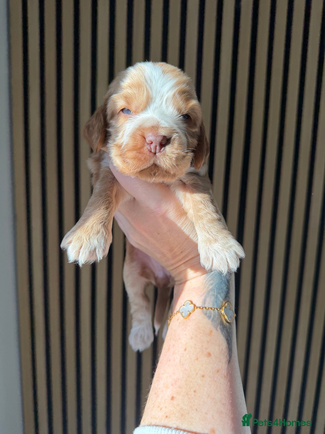 Cocker Spaniel dogs for sale: 🐶Rizi Bizi 🐶🐾 full pedigree show spaniels🐾  - Advert 16
