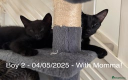 Domestic Shorthair cats for sale: x3 Beautiful and Playful Kittens - Image 6