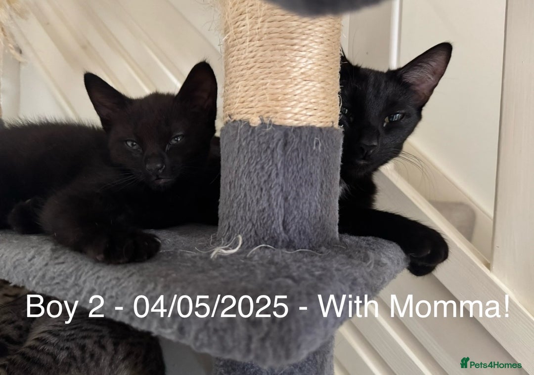 Domestic Shorthair cats for sale: x3 Beautiful and Playful Kittens - Image 6